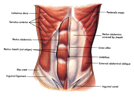 abdominal-muscles